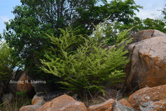 Phyllanthus polyphyllus